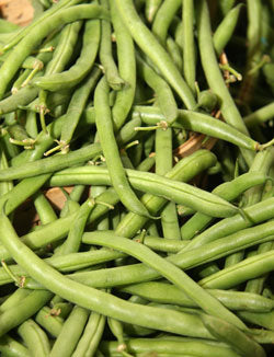Provider Bean Seeds
