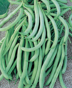 Tendergreen Improved Beans