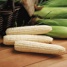 Three ears of Avalon Sweet Corn grown from seed resting on a wooden deck.