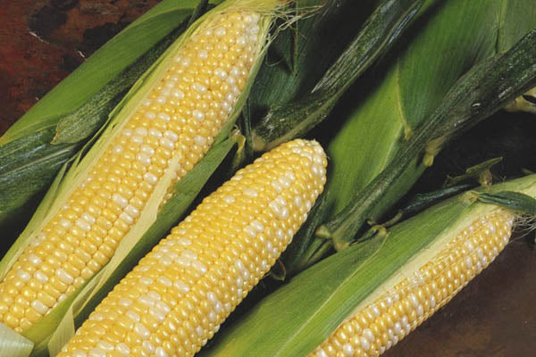 Delectable R/M Sweet Corn