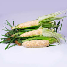 white corn seeds for planting Eden White Sweet Corn Seeds Eden White Sweet Corn (250 Seeds/Pkt)