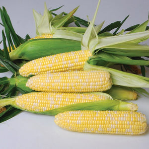 Nirvana Bicolor Sweet Corn Seeds — Rohrer Seeds