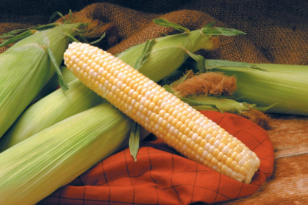 Providence Sweet Corn