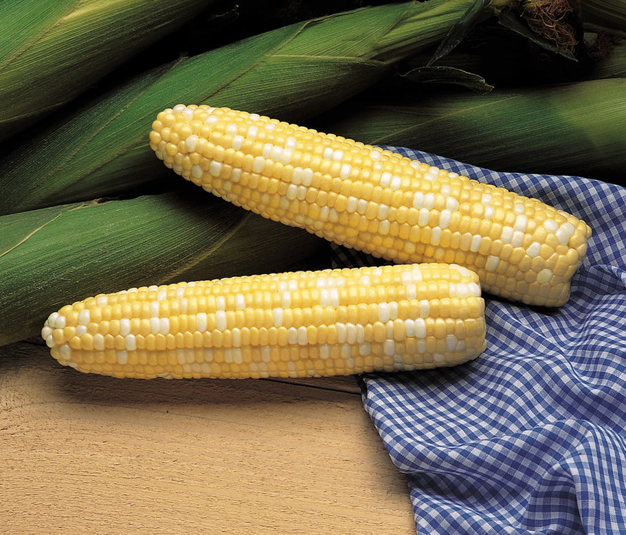 Bi-Color Sweet Corn Seeds — Rohrer Seeds
