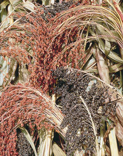 Mixed Colors Broom Corn Seeds