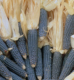 Mini Blue Popcorn Ornamental Corn Seeds