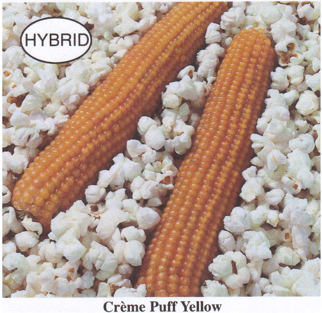 Popcorn/Ornamental Corn