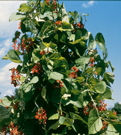 Scarlet Runner Pole Bean Seeds