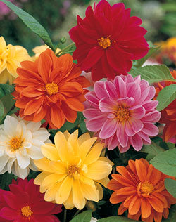hybrid dahlia seeds Unwin's Dwarf Hybrid Dahlia Seeds
