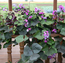 planting hyacinth bean vine seeds Hyacinth Bean Vine Seeds