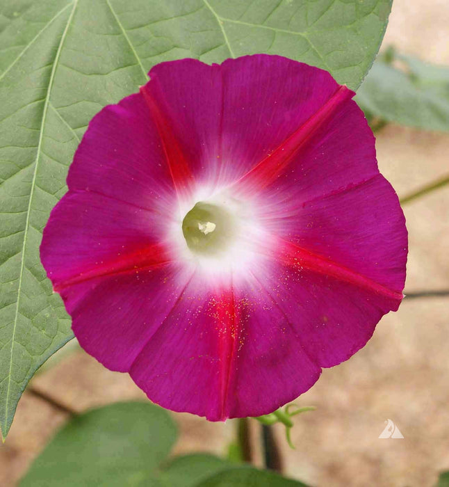 morning glory scarlet o'hara seeds Scarlet O'hara Morning Glory Seeds