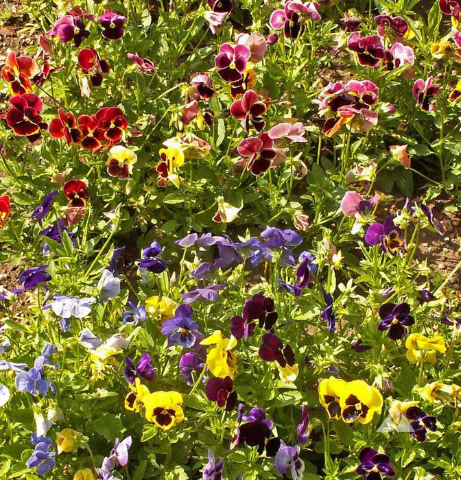 Swiss Giant Mixed Pansy Seeds