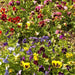 Swiss Giant Mixed Pansy Seeds