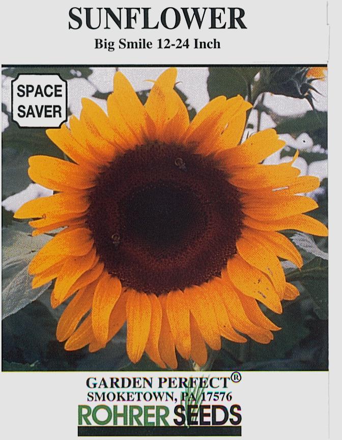 big sunflower seeds for planting Big Smile Sunflower Seeds Big Smile Sunflower (1/16 Oz)