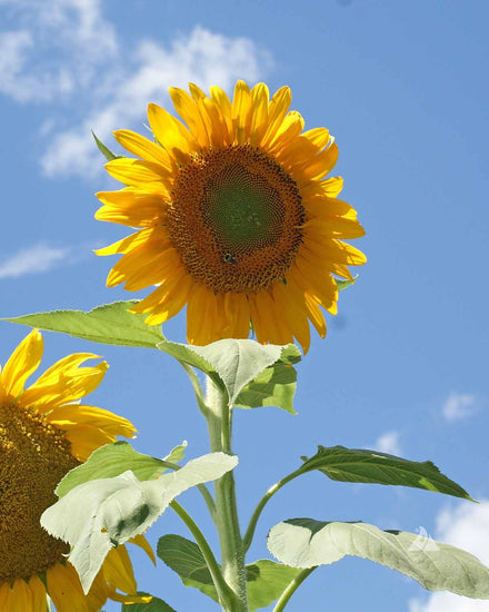 Flowers S-Z — Rohrer Seeds