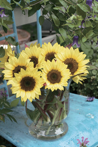 Sunrich Limoncello Summer Sunflower