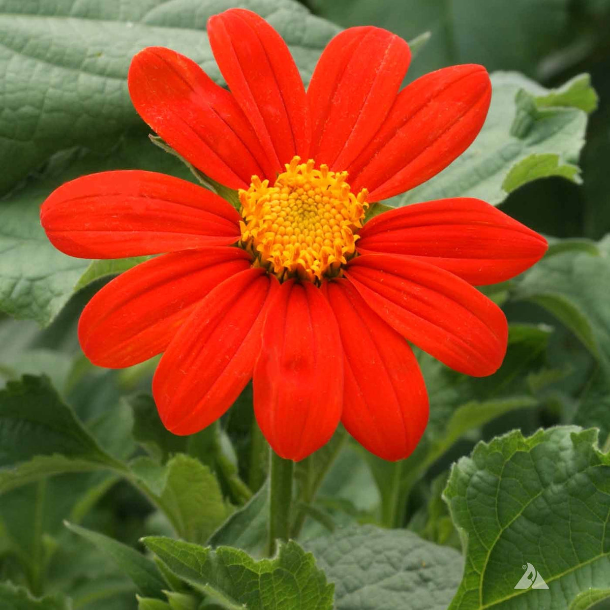 Torch Tithonia - Mexican Sunflower Seeds — Rohrer Seeds