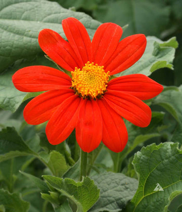 Torch Tithonia - Mexican Sunflower