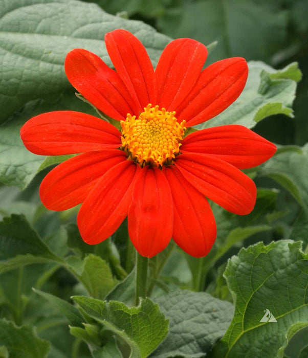 Torch Tithonia - Mexican Sunflower Seeds