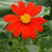 Torch Tithonia - Mexican Sunflower Seeds