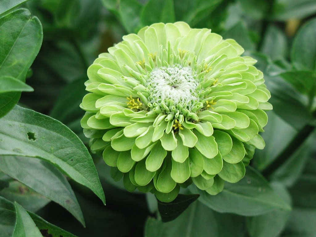 Envy Green Zinnia Seeds — Rohrer Seeds, image size:1024x768