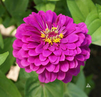Royal Purple Zinnia Seeds