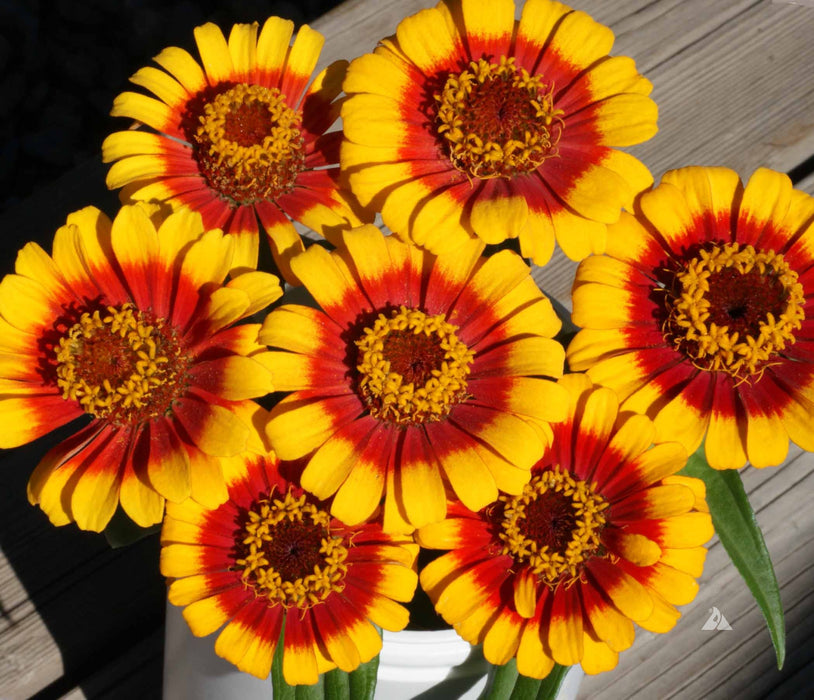 Sombrero Zinnia Seeds