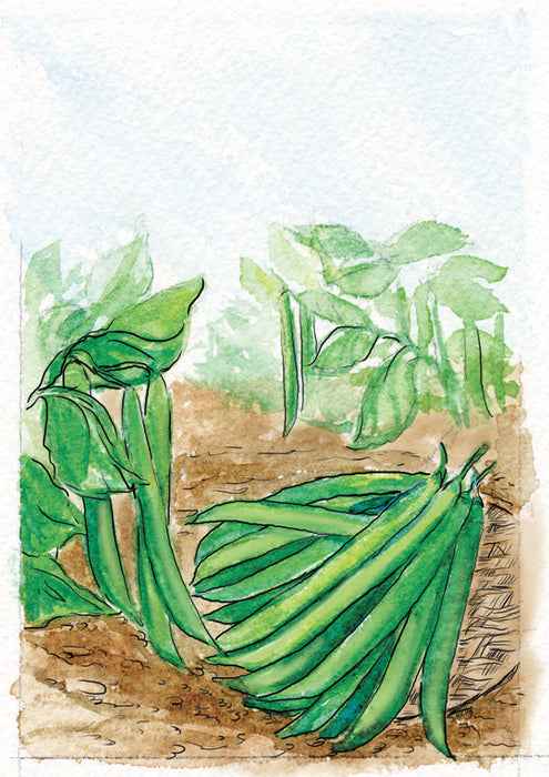 Organic Bean Seeds - USDA Jade (70 Seeds)