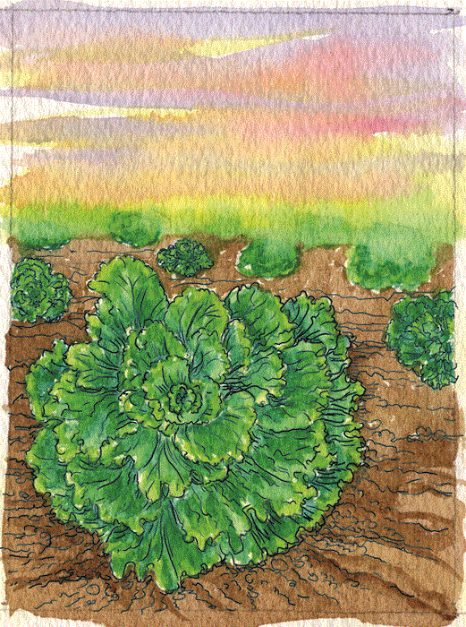 Organic Lettuce Seeds - USDA Black Seeded Simpson (1,000 Seeds)