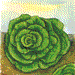 Organic Lettuce Seeds - USDA Buttercrunch (1,000 Seeds)