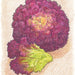 Organic Lettuce Seed - USDA Lolla Rossa (1000 Seeds)