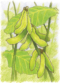 Organic Chiba Green Soybean (Pkt)