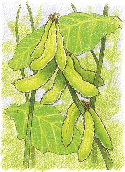 Organic Edamame / Soybean Seeds - USDA Chiba Green (50 Seeds)