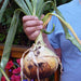 Walla Walla Onion Plants