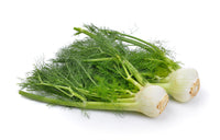 Fennel - Florence