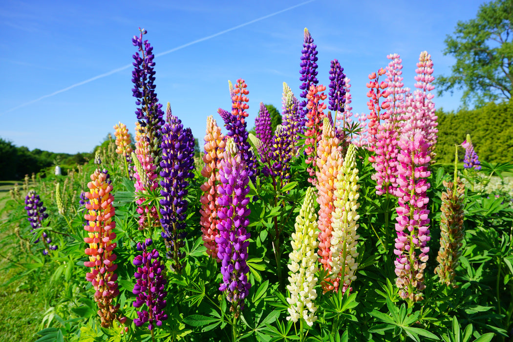 Russel Mix Lupine Seeds