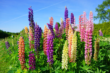 Russel Mix Lupine