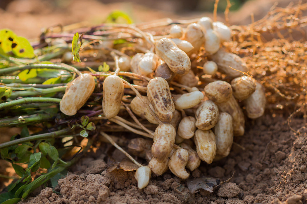 bulk peanut seeds for planting Virginia Baily or Emery Peanut Seeds Virginia Baily or Emery Peanut (1/4 Lb)
