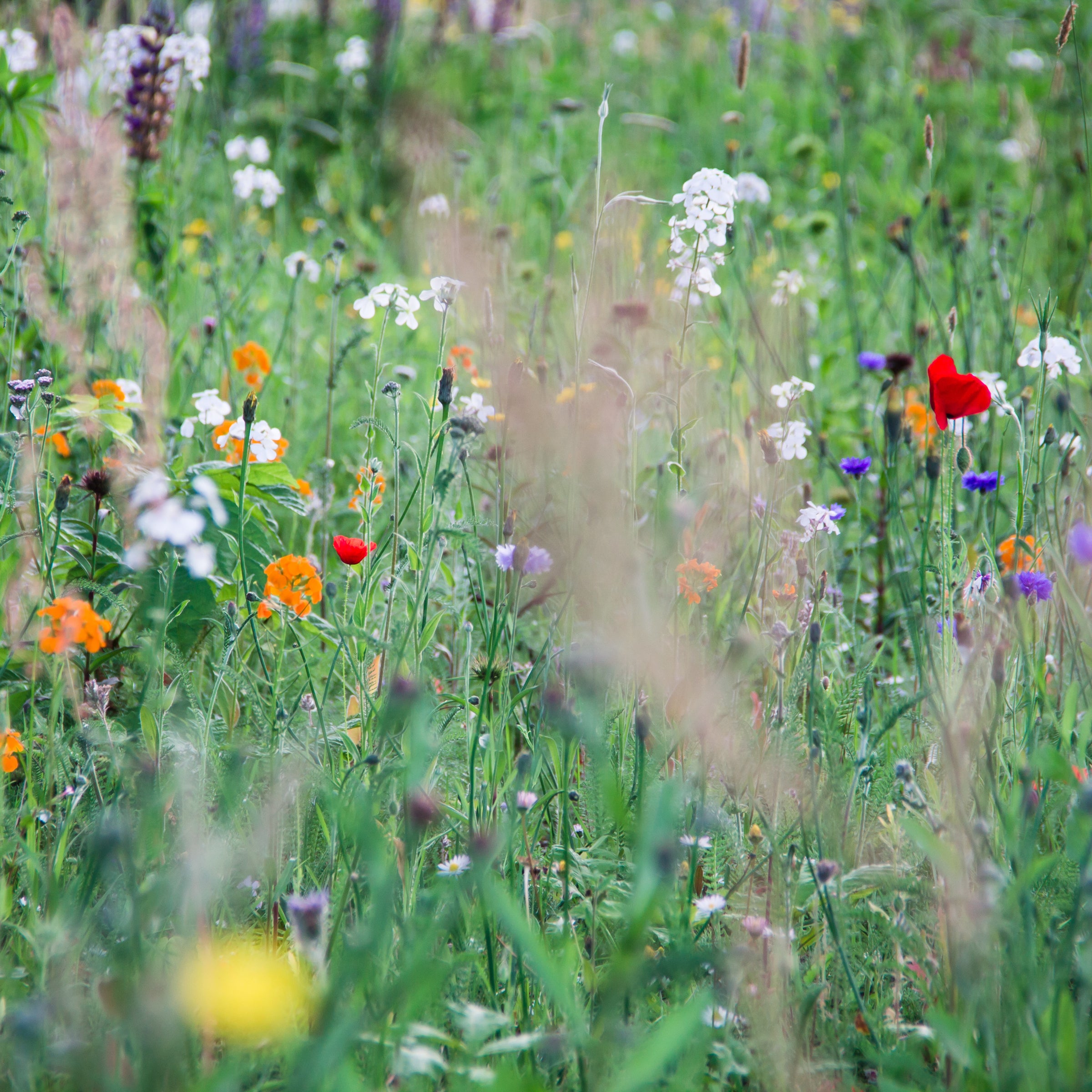 All Perennial Wildflower Mix?_pos=2&_sid=bb736132f&_ss=r&variant=36944557244579
