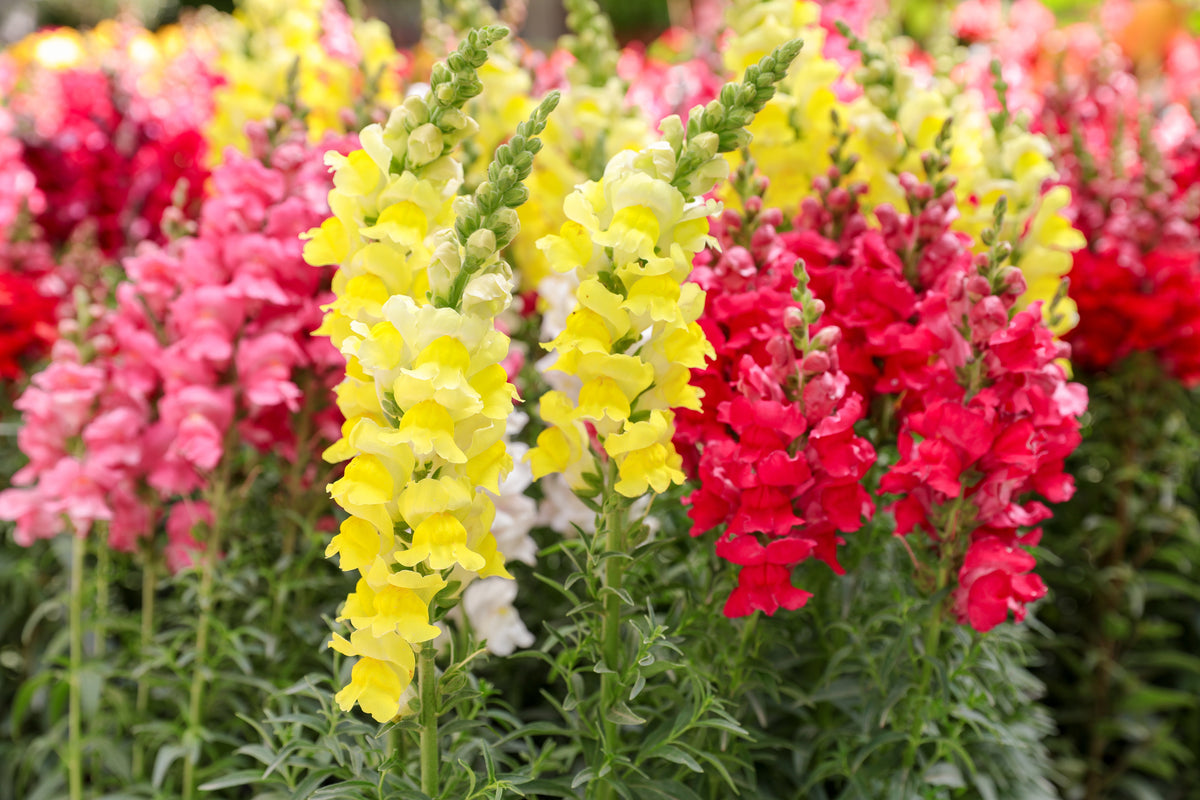 Maxi Mix Snapdragon Seeds — Rohrer Seeds