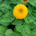 Teddy Bear Sunflower Seeds