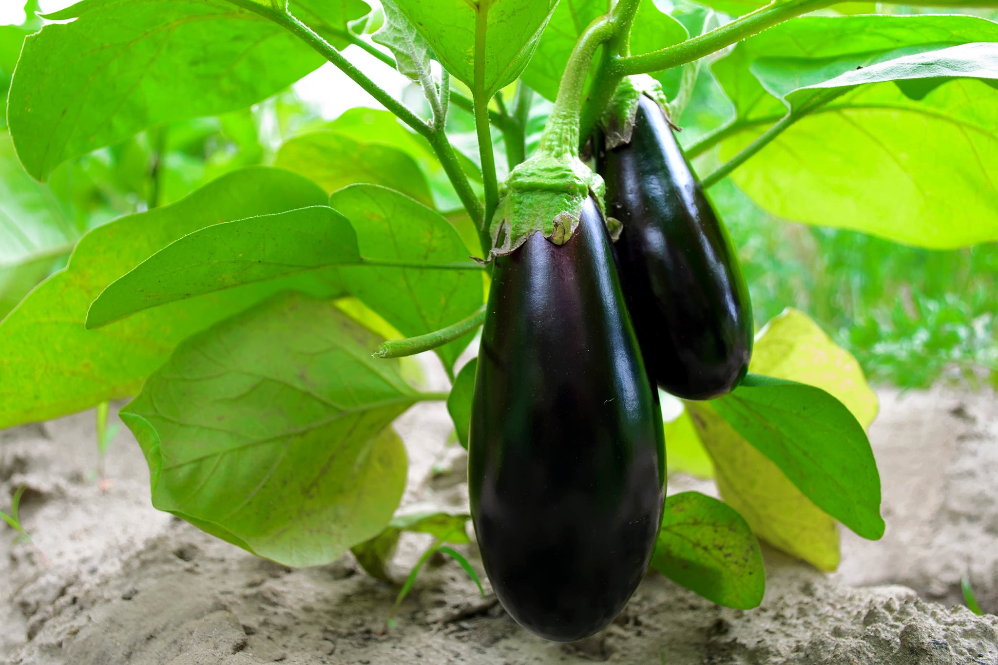 Turkish Eggplant heirloom/op Seeds: Scarlet Eggplant Seeds 