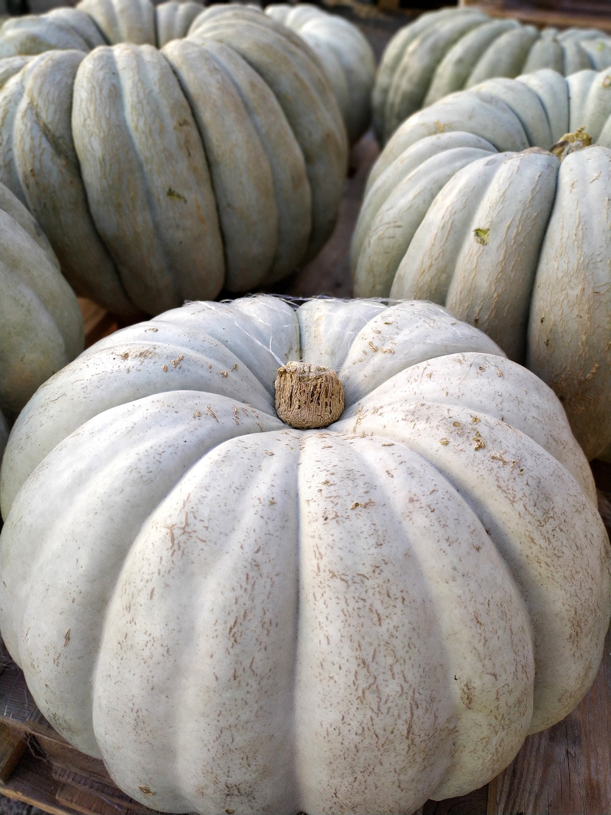 Jarrahdale Pumpkin Seeds — Rohrer Seeds