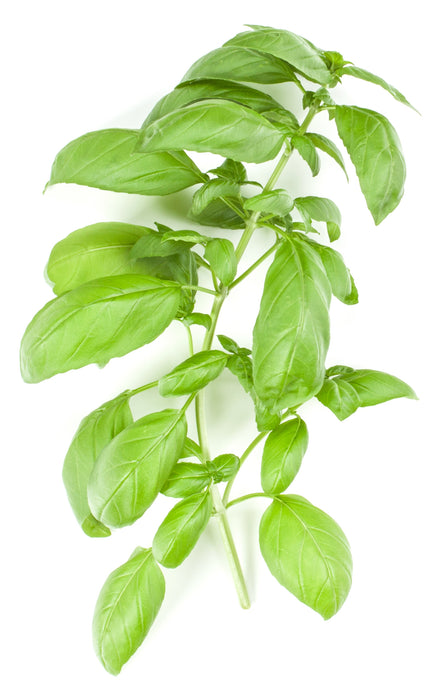 Organic Basil Seeds - USDA Large Leaf Sweet Basil (300 Seeds)