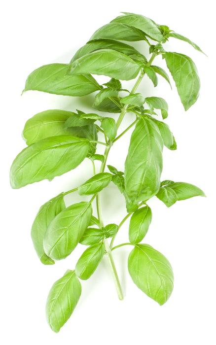 basil seeds from plant Organic Basil Seeds