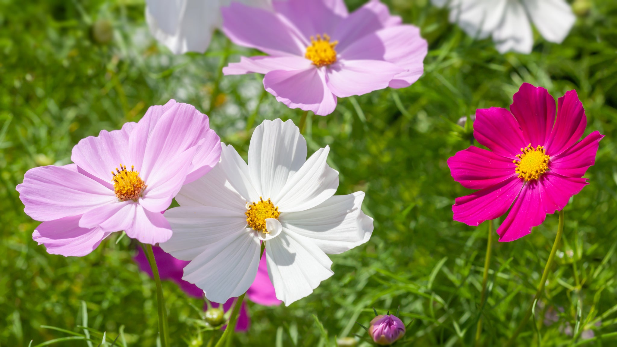 Flowers — Rohrer Seeds