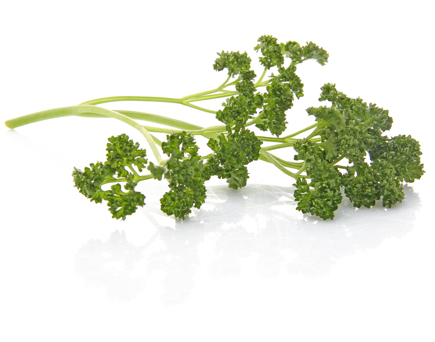 Forest Green Parsley Seeds