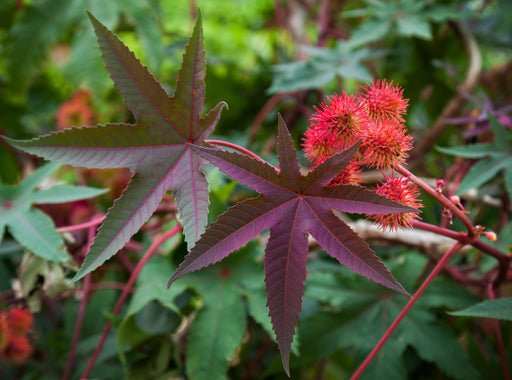 ricinus plant seeds Ricinus Castor Bean Seeds Ricinus Castor Bean (1/2 Oz)