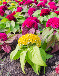 Crested Mixed Celosia