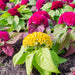 Crested Mixed Celosia Seeds